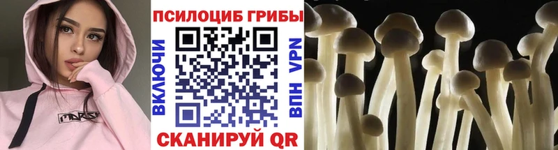наркотики  Приозерск  Псилоцибиновые грибы GOLDEN TEACHER 